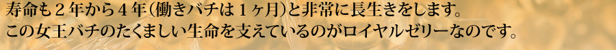 寿命 ４年 非常に長生き 女王バチ たくましい生命を支えている ロイヤルゼリー